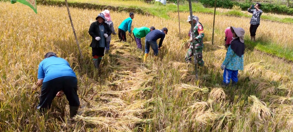 Kegiatan pertanian yaitu panen padi yang merupakan pekerjaan rata-rata masyarakat desa salur latun